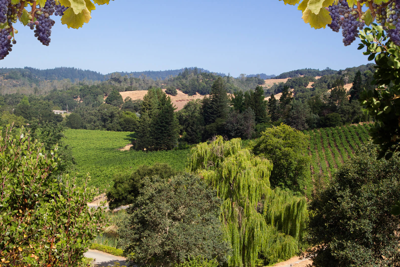 Anderson's Conn Valley Vineyards Wine Maker Helena, CA